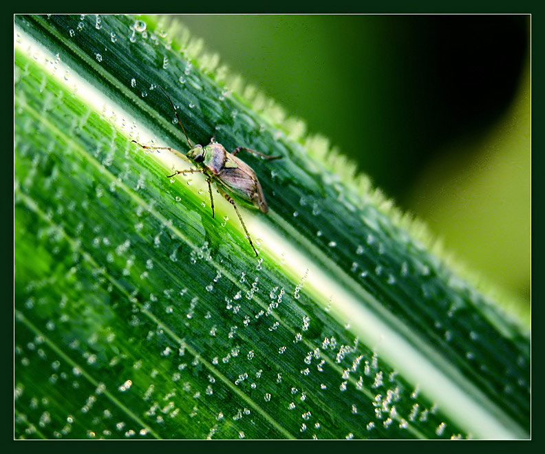 photo "." tags: macro and close-up, nature, insect