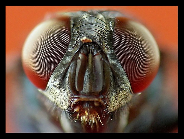 photo "Fly" tags: macro and close-up, 