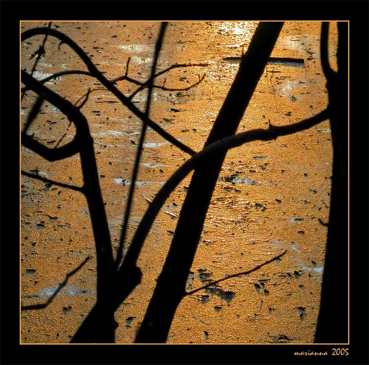 photo "Golden tapestry" tags: misc., abstract, 