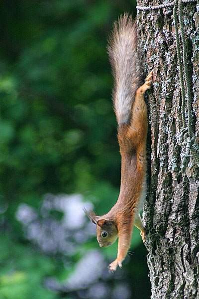 photo "Stretching" tags: nature, wild animals