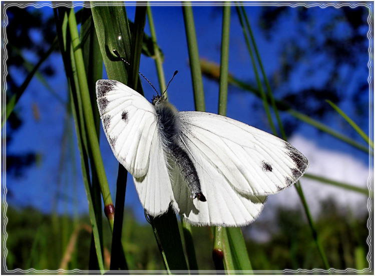 photo "Untitled photo" tags: macro and close-up, nature, insect