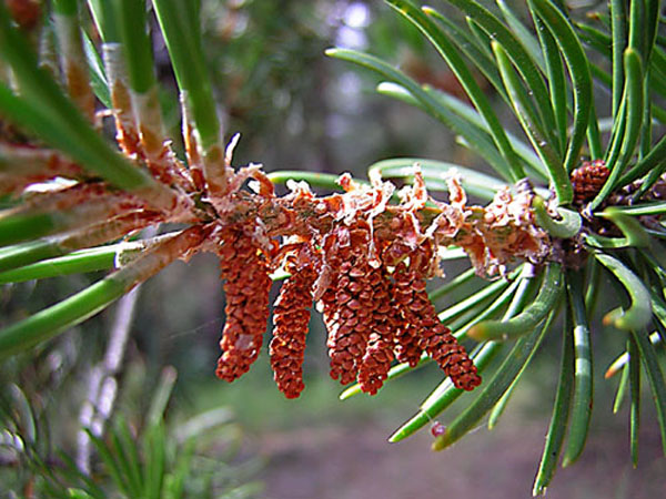 photo "in the forest" tags: macro and close-up, nature, 
