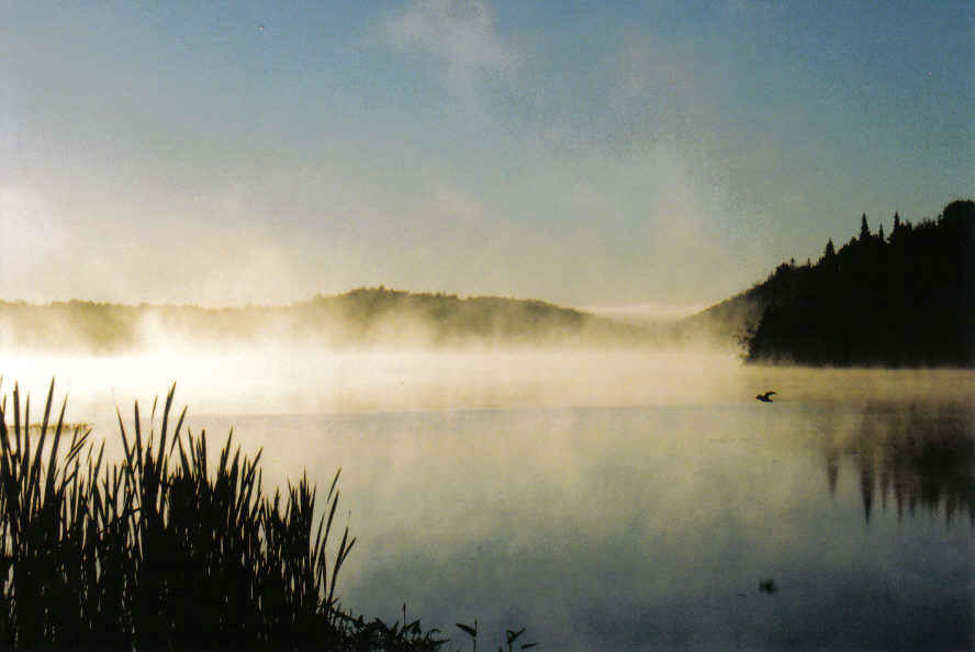 photo "Early morning loon" tags: nature, wild animals