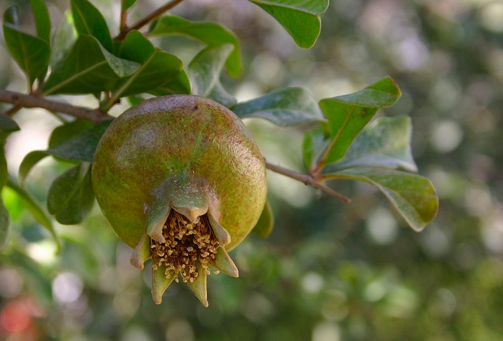 фото "The first pomegranate of the season" метки: природа, цветы