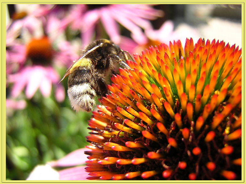 photo "Radiant heat 1." tags: macro and close-up, nature, insect