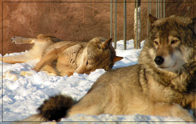 фото "Волк сделал своё дело" метки: природа, дикие животные