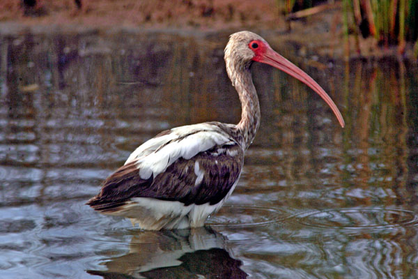 photo "scarlet ibis [immature]" tags: nature, wild animals