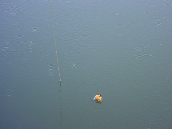 photo "rain" tags: nature, 