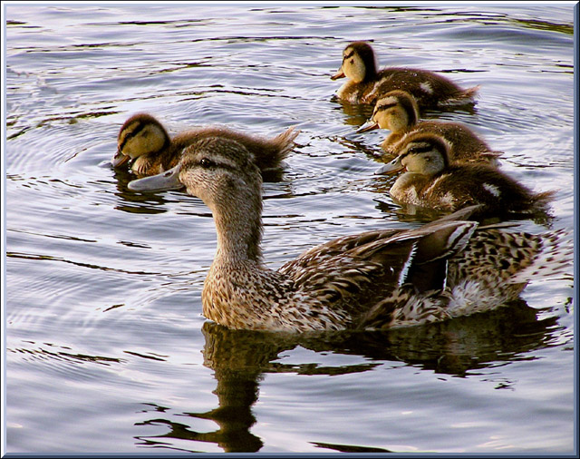 photo "Sweet family" tags: nature, pets/farm animals