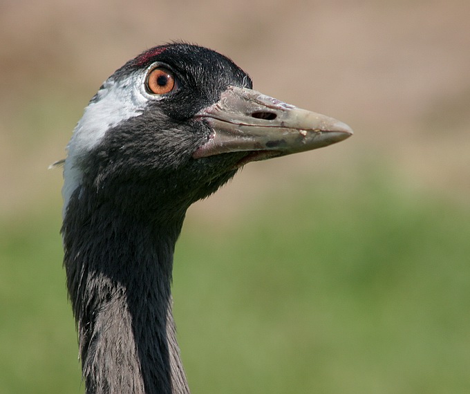 фото "Crane" метки: природа, дикие животные