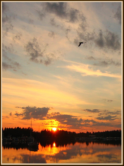 photo "The bird and the night" tags: landscape, night, sunset