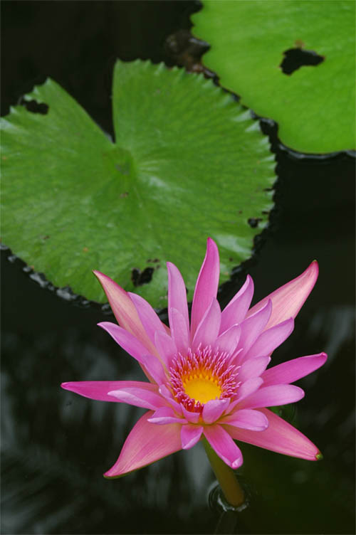 фото "Water lily. Barbados "princess"" метки: природа, путешествия, цветы