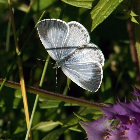 photo "Celastrina argiolus L." tags: nature, insect