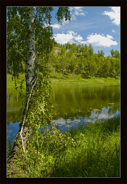 photo "Некому березу заломати..." tags: misc., landscape, summer