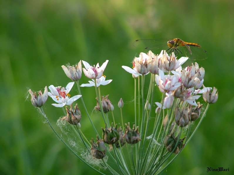 photo "***" tags: macro and close-up, 