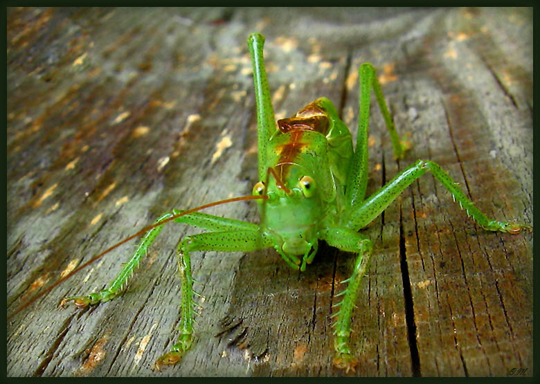 photo "Hi!" tags: macro and close-up, nature, insect