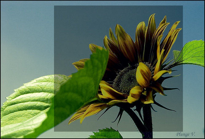 фото "... sunflower ..." метки: природа, фотомонтаж, цветы