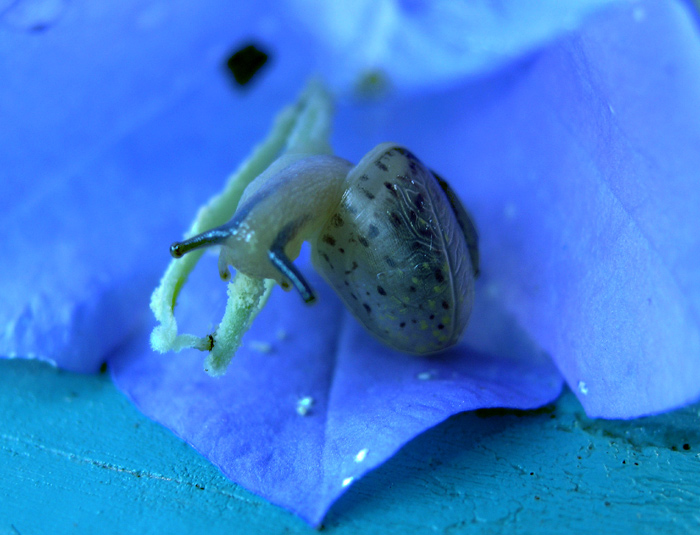 photo "цветочное создание" tags: nature, flowers, insect