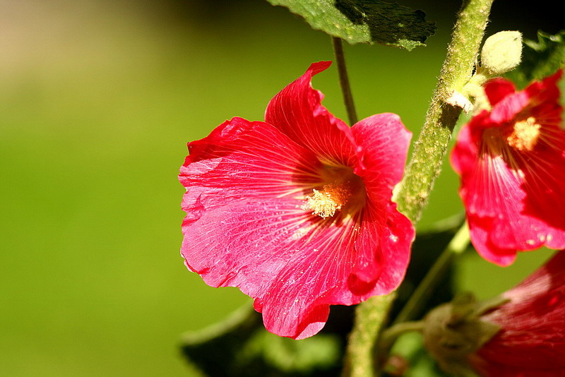 фото "Flower" метки: макро и крупный план, 