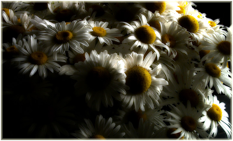 photo "Movement of stillife" tags: still life, nature, flowers