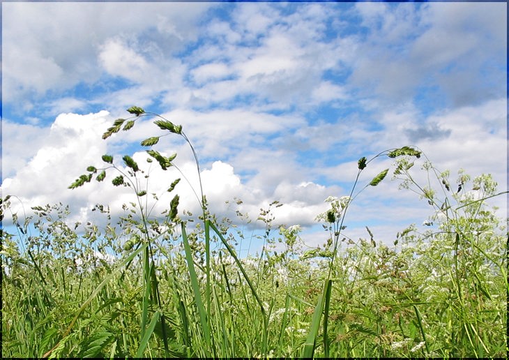 фото "В траве..." метки: пейзаж, природа, лето, цветы