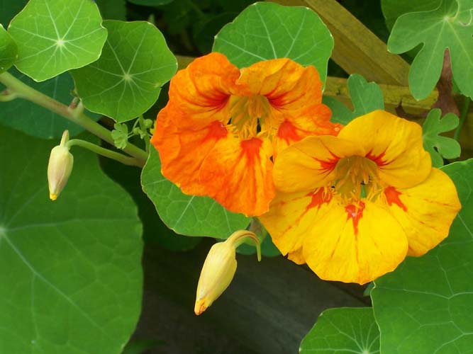 photo "Nasturtium" tags: macro and close-up, nature, flowers