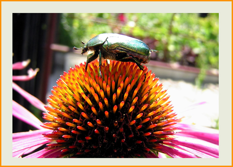 photo "RADIANT HEAT 2" tags: nature, macro and close-up, insect