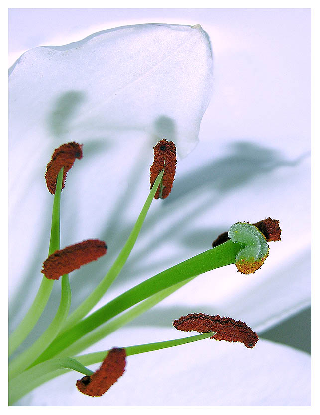 photo "..." tags: macro and close-up, nature, flowers