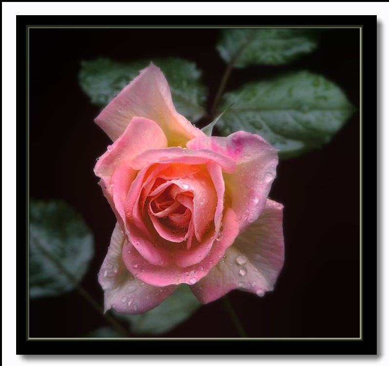 фото "Damask rose "Celsiana" in memory" метки: природа, цветы