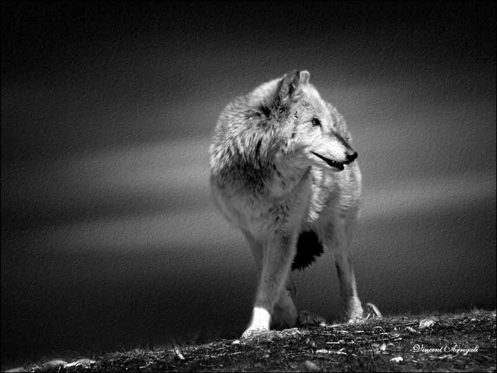 photo "Lone Wolf" tags: nature, wild animals