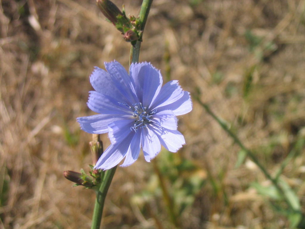 photo "in blues" tags: nature, flowers