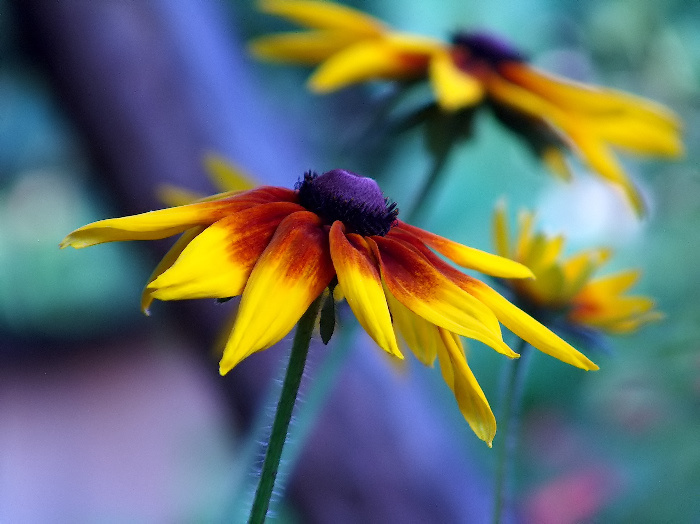 photo "Летние краски/Summer colours/" tags: nature, flowers