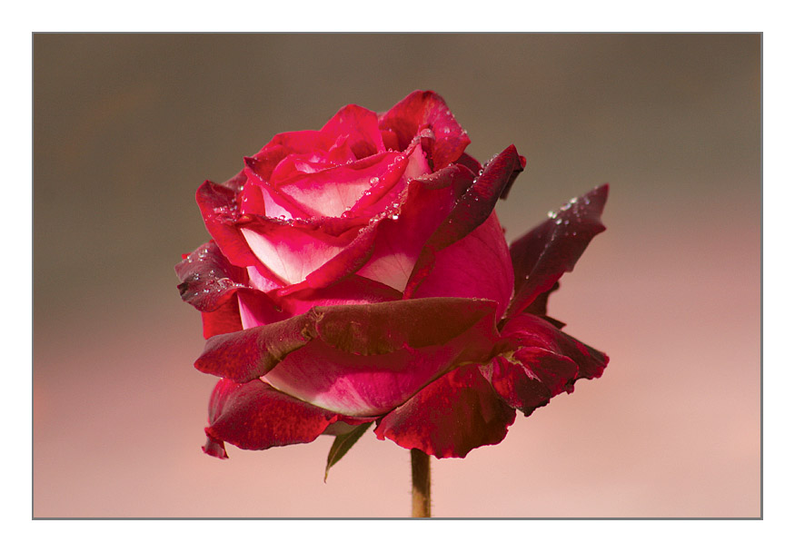 photo "LA ROSA..." tags: nature, macro and close-up, flowers