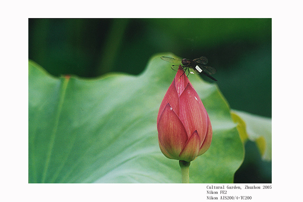 photo "Lotus and dragonfly (5)" tags: nature, flowers