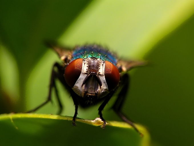 photo "Hypnosis" tags: macro and close-up, 