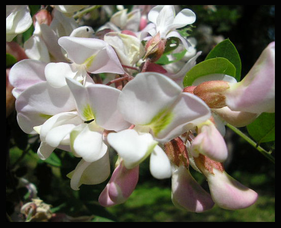 photo "flower" tags: macro and close-up, nature, flowers