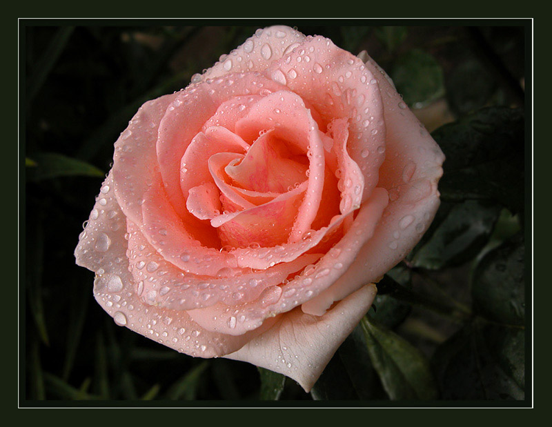 photo "After a rain" tags: nature, macro and close-up, flowers