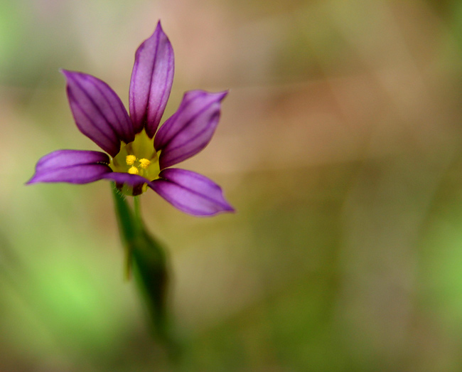 photo "Floating Flower" tags: nature, flowers