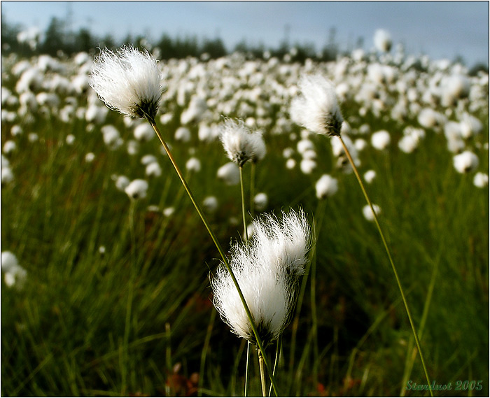 фото "Cotton Fields Forever!" метки: природа, цветы