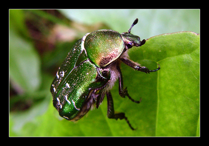 photo "The Veins on light good bug..." tags: nature, macro and close-up, insect