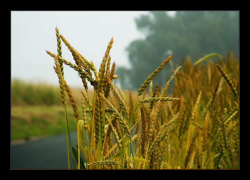 photo "On edge of a field..." tags: nature, landscape, flowers, summer