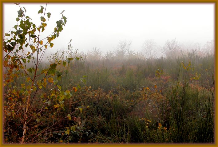 photo "Fogs and mists - 06" tags: nature, landscape, clouds, flowers