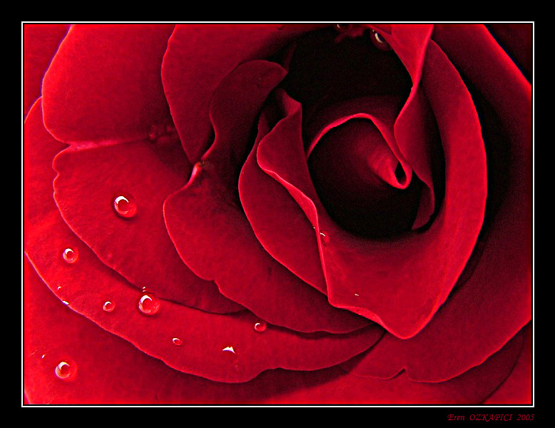 photo "Red Love" tags: macro and close-up, nature, flowers