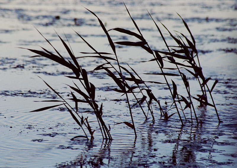 photo "Windy" tags: nature, travel, Asia, flowers