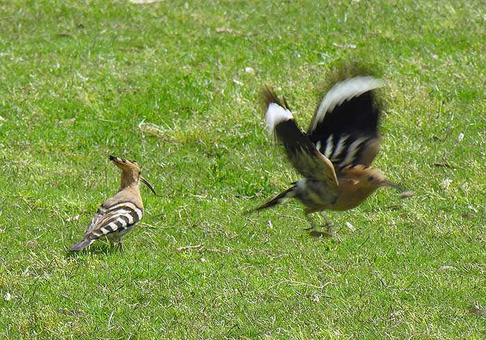 photo "Fly away" tags: nature, wild animals