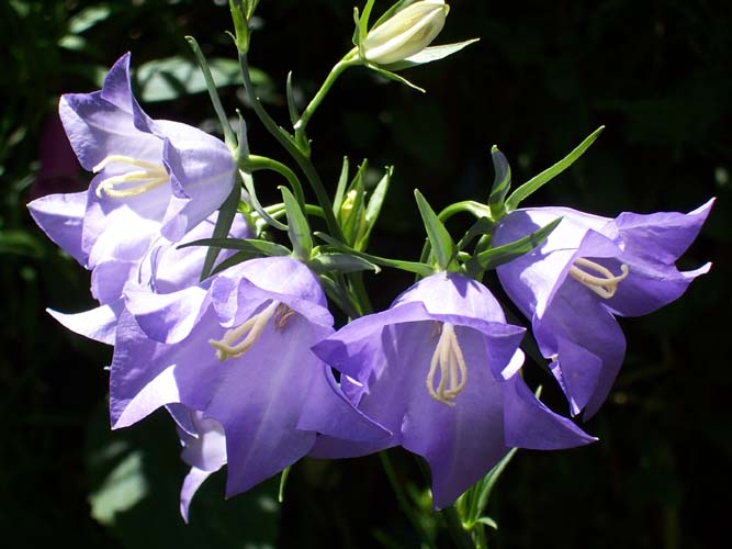 photo "Canterbury Bells" tags: macro and close-up, nature, flowers