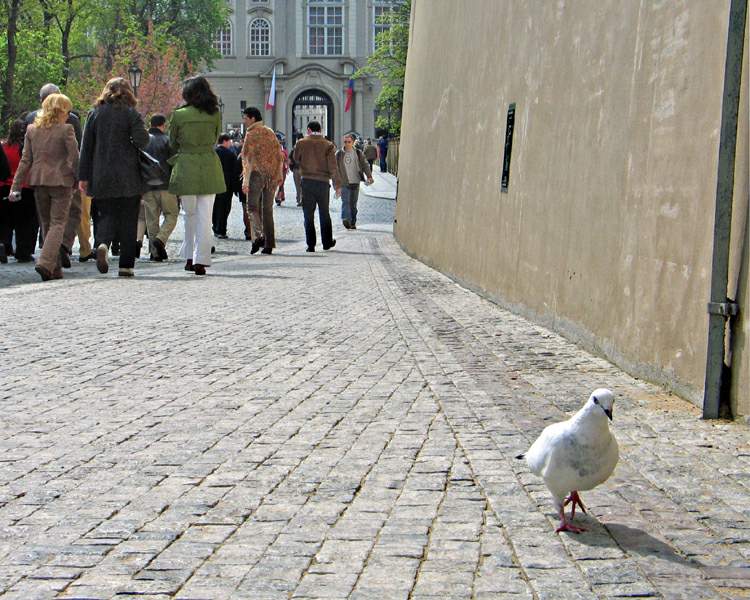 photo "The local inspector" tags: travel, nature, Europe