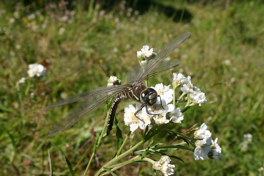 photo "Dragonfly 1" tags: misc., 