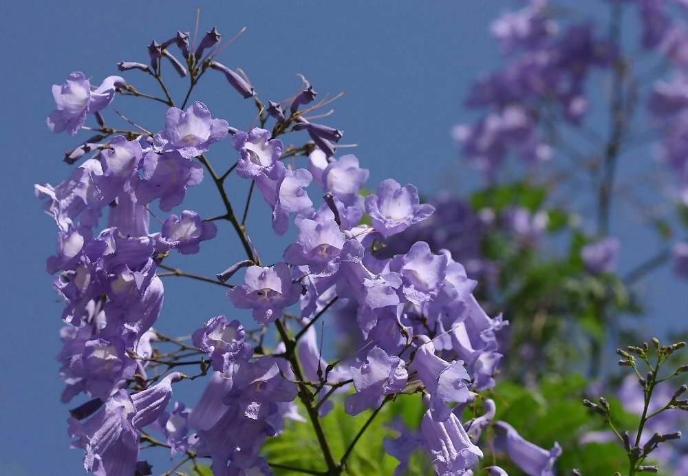 photo "From my garden" tags: nature, flowers