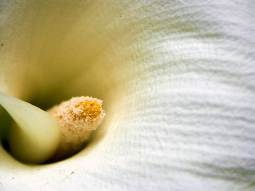 photo "Dress" tags: macro and close-up, nature, flowers